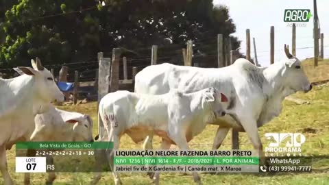 AgroMais live TV