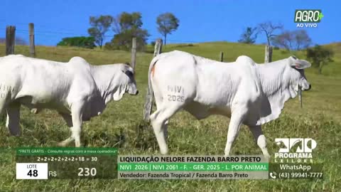 AgroMais live TV
