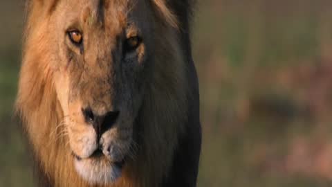 National Geographic Wild live TV