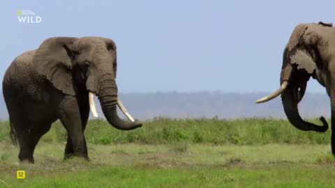 National Geographic Wild live TV