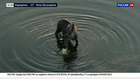 Russia-24 live TV